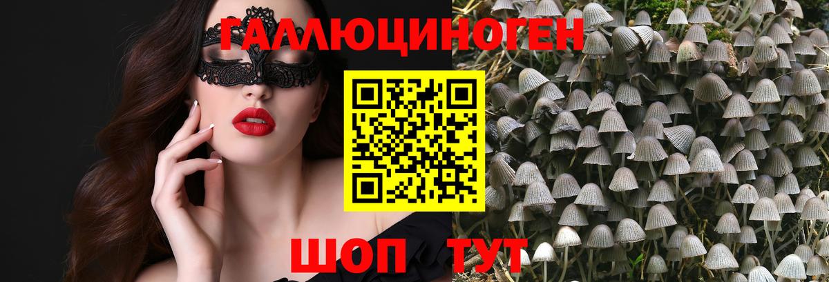 Галлюциногенные грибы Psilocybe Усть-Джегута